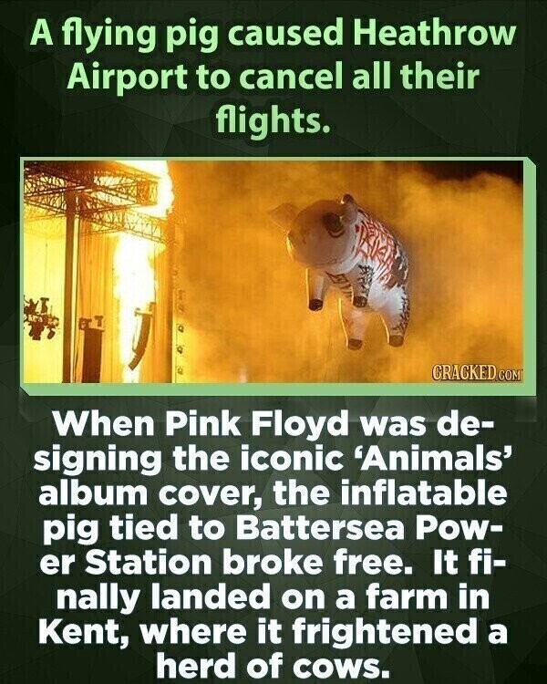 A flying pig caused Heathrow Airport to cancel all their flights. CRACKED COM When Pink Floyd was de- signing the iconic 'Animals' album cover, the inflatable pig tied to Battersea Pow- er Station broke free. It fi- nally landed on a farm in Kent, where it frightened a herd of cows.
