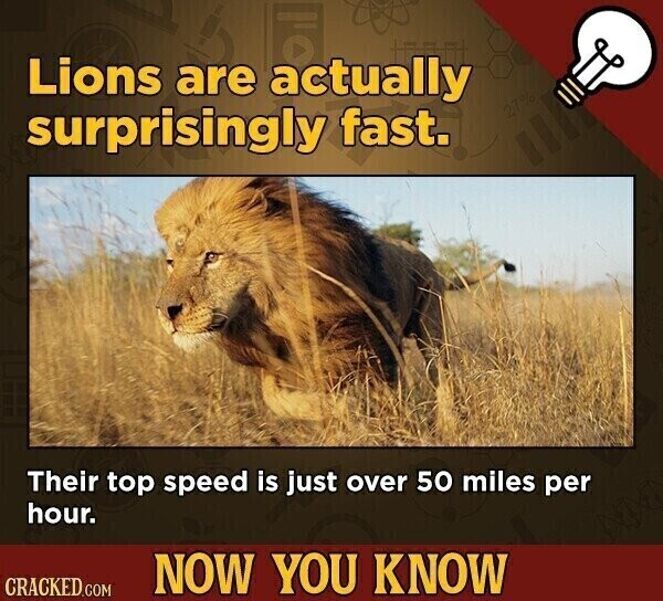 Lions are actually surprisingly fast. 27% Their top speed is just over 50 miles per hour. NOW YOU KNOW CRACKED.COM