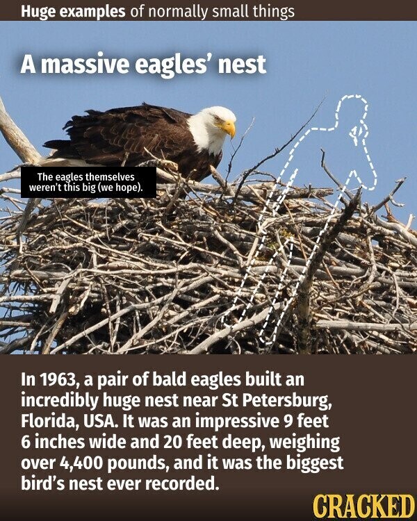Huge examples of normally small things A massive eagles' nest The eagles themselves weren't this big (we hope). In 1963, a pair of bald eagles built an incredibly huge nest near St Petersburg, Florida, USA. It was an impressive 9 feet 6 inches wide and 20 feet deep, weighing over 4,400 pounds, and it was the biggest bird's nest ever recorded. CRACKED