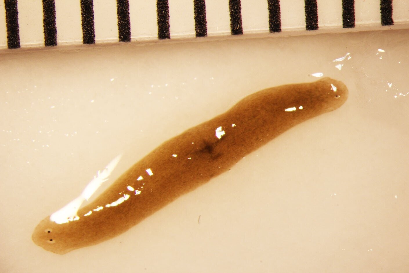 20 Bizarre Space Experiments That Actually Happened