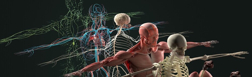 14 Questions About Human Bodies, Answered