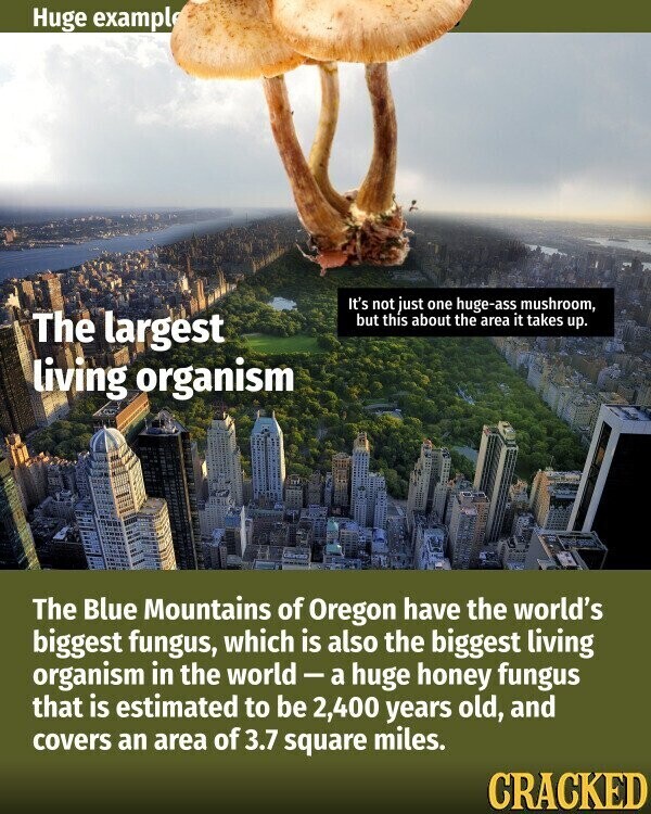 Huge example It's not just one huge-ass mushroom, The largest but this about the area it takes up. living organism The Blue Mountains of Oregon have the world's biggest fungus, which is also the biggest living organism in the world-a huge honey fungus that is estimated to be 2,400 years old, and covers an area of 3.7 square miles. CRACKED
