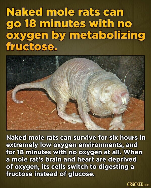 Naked mole rats can go 18 minutes with no oxygen by metabolizing fructose. Naked mole rats can survive for six hours in extremely low oxygen environments, and for 18 minutes with no oxygen at all. When a mole rat's brain and heart are deprived of oxygen, its cells switch to digesting a fructose instead of glucose. CRACKED.COM