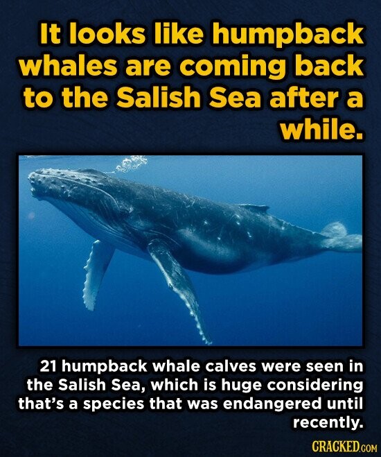 It looks like humpback whales are coming back to the Salish Sea after a while. 21 humpback whale calves were seen in the Salish Sea, which is huge considering that's a species that was endangered until recently. CRACKED.COM