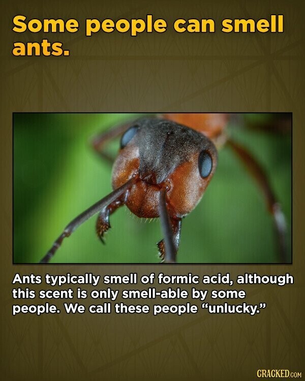 Some people can smell ants. Ants typically smell of formic acid, although this scent is only smell-able by some people. We call these people unlucky. CRACKED.COM