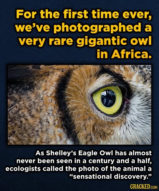 For the first time ever, we've photographed a very rare gigantic owl in Africa. As Shelley's Eagle Owl has almost never been seen in a century and a half, ecologists called the photo of the animal a sensational discovery. CRACKED.COM