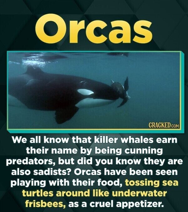 Orcas CRACKED.COM We all know that killer whales earn their name by being cunning predators, but did you know they are also sadists? Orcas have been seen playing with their food, tossing sea turtles around like underwater frisbees, as a cruel appetizer.