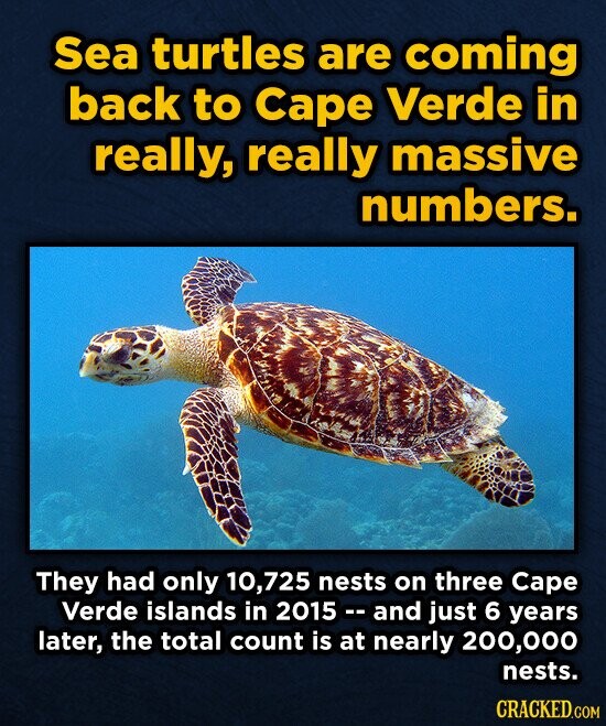 Sea turtles are coming back to Cape Verde in really, really massive numbers. They had only 725 nests on three Cape Verde islands in 2015 and just 6 years later, the total count is at nearly 200,000 nests. CRACKED.COM