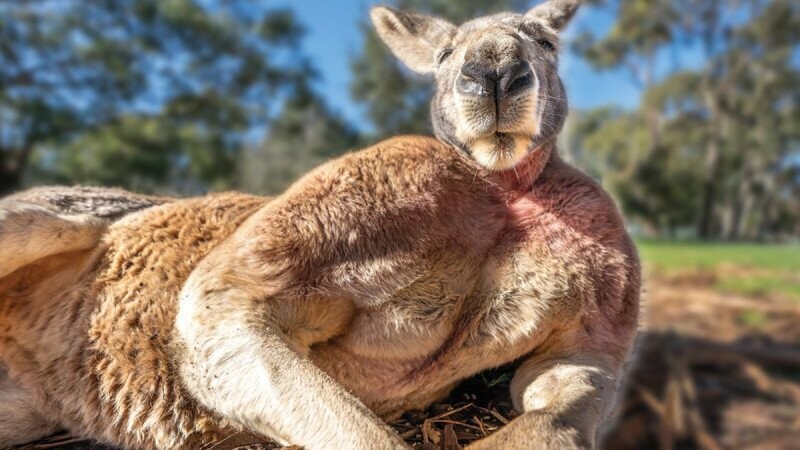 31 Disturbing Animal Behaviors We Wish We Could Forget