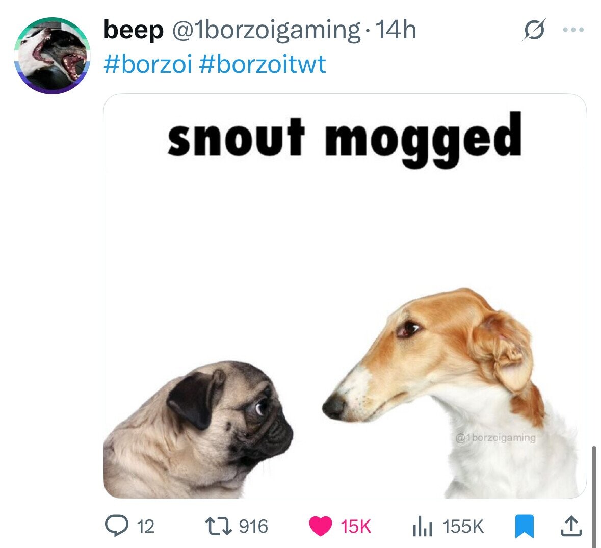 beep @1borzoigaming.14h ... #borzoi #borzoitwt snout mogged @1borzoigaming 12 916 15K 155K 