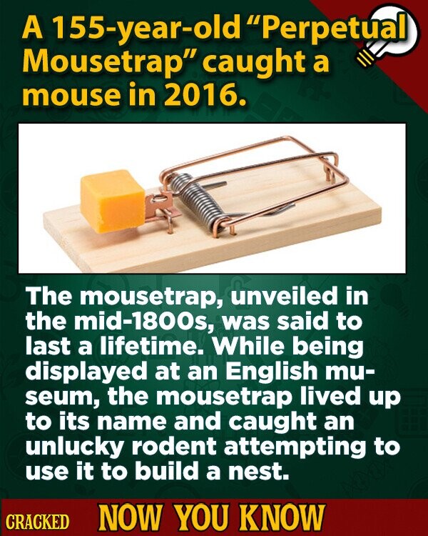 A 155-year-old Perpetual Mousetrap caught a mouse in 2016. The mousetrap, unveiled in the mid-1800s, was said to last a lifetime. While being displayed at an English mu- seum, the mousetrap lived up to its name and caught an unlucky rodent attempting to use it to build a nest. CRACKED NOW YOU KNOW