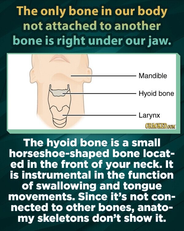 The only bone in our body not attached to another bone is right under our jaw. Mandible Hyoid bone Larynx GRAGKED.COM The hyoid bone is a small horseshoe-shaped bone locat- ed in the front of your neck. It is instrumental in the function of swallowing and tongue movements. Since it's not con- nected to other bones, anato- my skeletons don't show it.