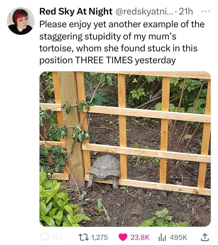 Red Sky At Night @redskyatni... 21h ... Please enjoy yet another example of the staggering stupidity of my mum's tortoise, whom she found stuck in this position THREE TIMES yesterday 125 1,275 23.8K 495K 