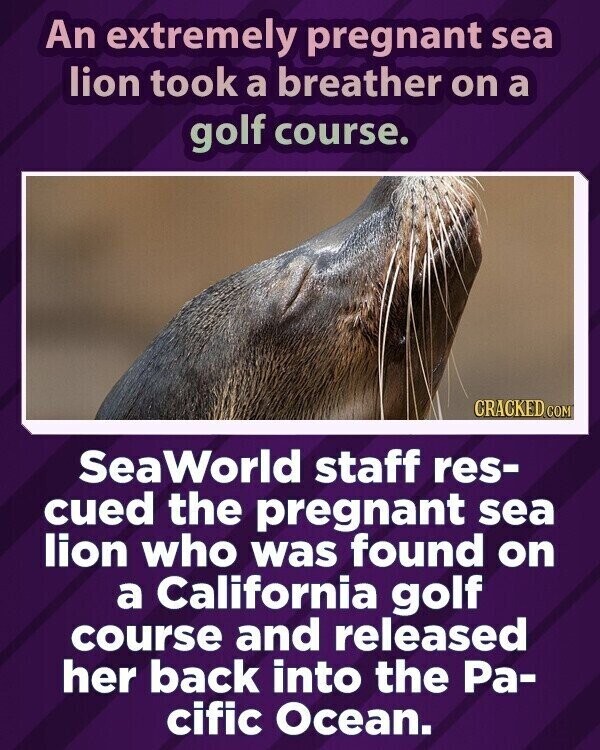 An extremely pregnant sea lion took a breather on a golf course. CRACKED.COM Sea World staff res- cued the pregnant sea lion who was found on a California golf course and released her back into the Pa- cific Ocean.
