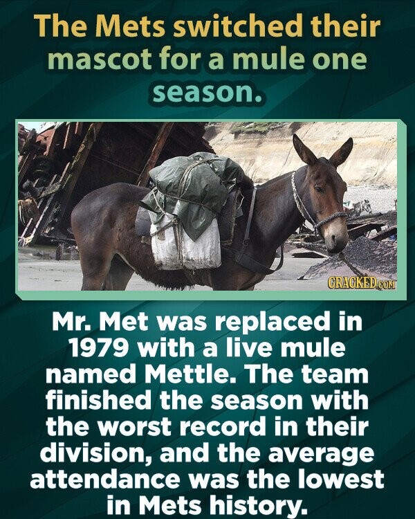 The Mets switched their mascot for a mule one season. GRACKED.COM Mr. Met was replaced in 1979 with a live mule named Mettle. The team finished the season with the worst record in their division, and the average attendance was the lowest in Mets history.