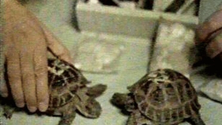 20 Bizarre Space Experiments That Actually Happened