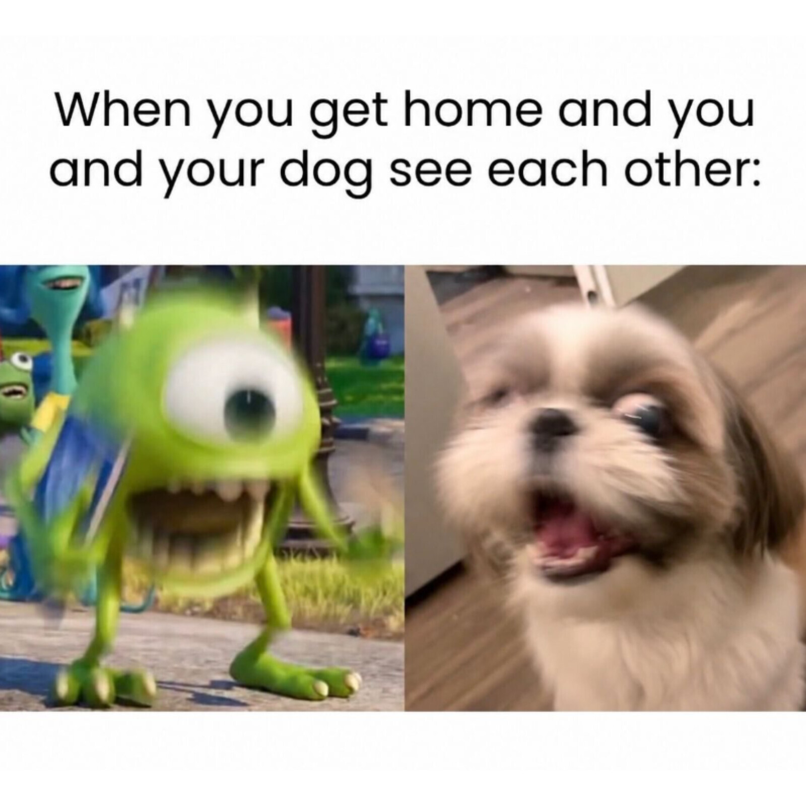 25 Pet Memes for Pet Parents Dealing With Furry Friends With Pet Peeves ...