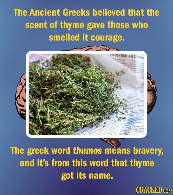 The Ancient Greeks believed that the scent of thyme gave those who smelled it courage. ЭФФЕКТИВНАЯ COBPEMIE TIME - how - und - - 1000 The greek word thumos means bravery, and it's from this word that thyme got its name. CRACKED.COM