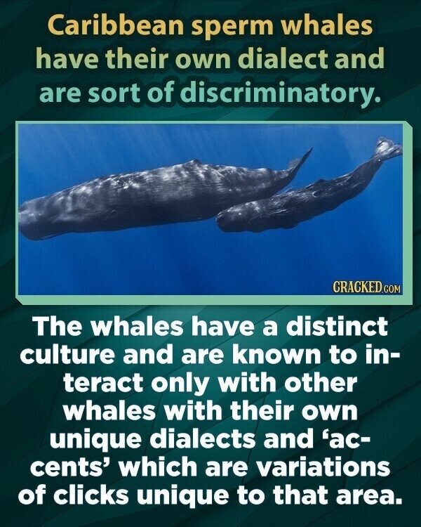 Caribbean sperm whales have their own dialect and are sort of discriminatory. CRACKED.COM The whales have a distinct culture and are known to in- teract only with other whales with their own unique dialects and 'ac- cents' which are variations of clicks unique to that area.