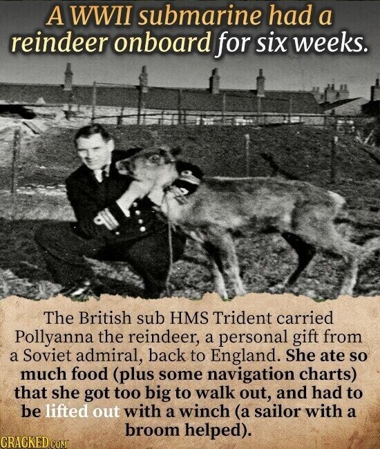 A WWII submarine had a reindeer onboard for six weeks. The British sub HMS Trident carried Pollyanna the reindeer, a personal gift from a Soviet admiral, back to England. She ate so much food (plus some navigation charts) that she got too big to walk out, and had to be lifted out with a winch (a sailor with a broom helped). CRACKED.COM