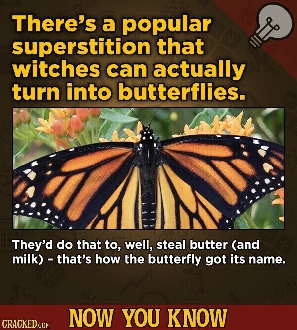 There's a popular superstition that witches can actually turn into butterflies. They'd do that to, well, steal butter (and milk) - that's how the butterfly got its name. NOW YOU KNOW CRACKED.COM