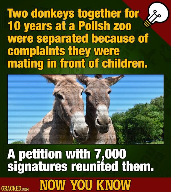 Two donkeys together for 10 years at a Polish ZOO were separated because of complaints they were mating in front of children. A petition with 7,000 signatures reunited them. NOW YOU KNOW CRACKED.COM