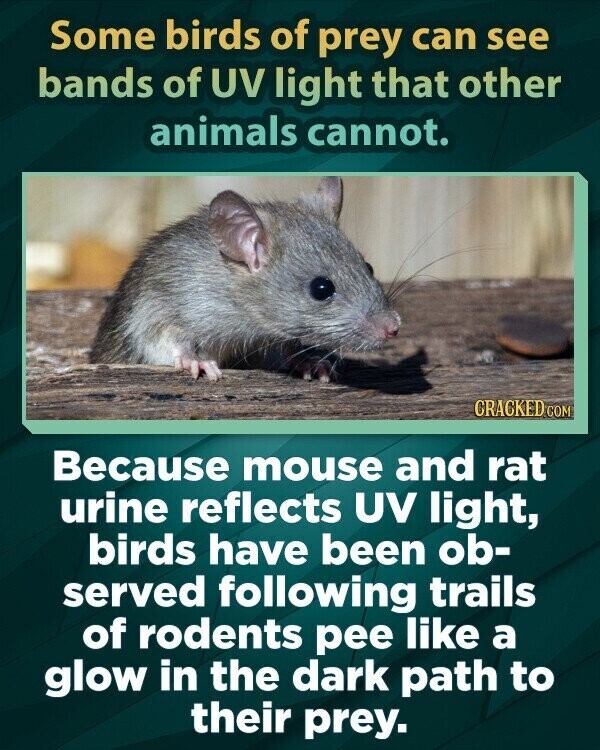 Some birds of prey can see bands of UV light that other animals cannot. CRACKED COM Because mouse and rat urine reflects UV light, birds have been ob- served following trails of rodents pee like a glow in the dark path to their prey.