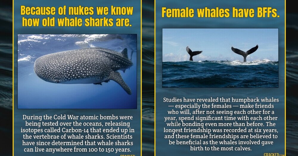 15 Wonderfully Weird Facts About Whales | Cracked.com