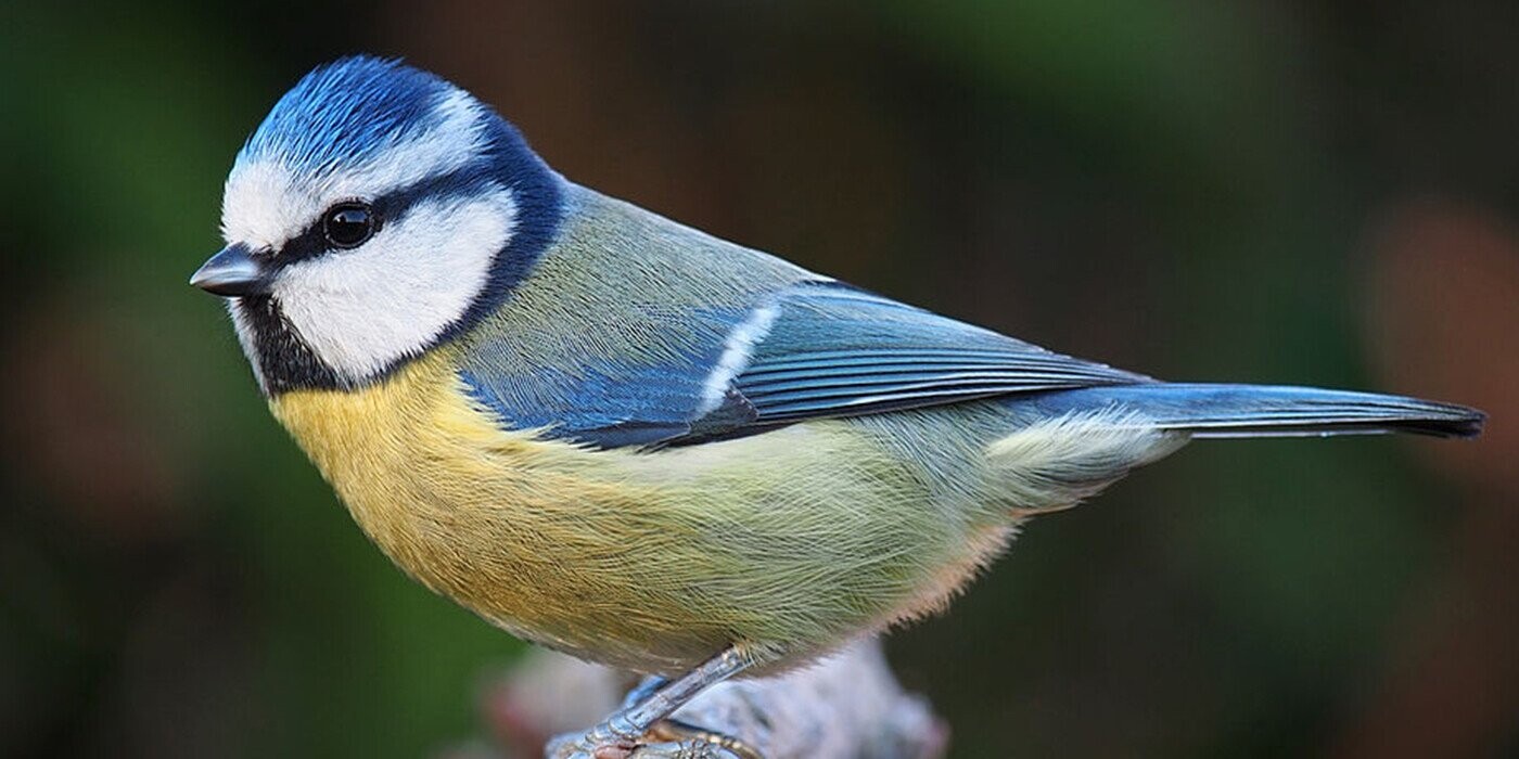 12 Dadgum Confounded Bits of Trivia to Dad-Sizzle Your Bejabbers, Dagnabbit!