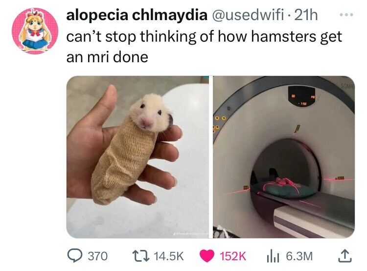 alopecia chlmaydia @usedwifi 21h ... can't stop thinking of how hamsters get an mri done SOMA DO PIO 150 370 14.5K 152K del 6.3M