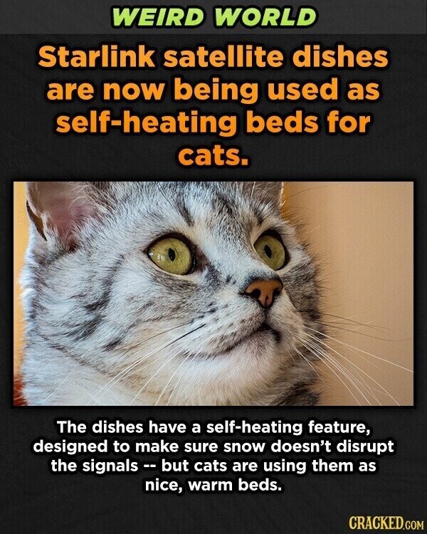 WEIRD WORLD Starlink satellite dishes are now being used as self-heating beds for cats. The dishes have a self-heating feature, designed to make sure snow doesn't disrupt the signals - but cats are using them as nice, warm beds. CRACKED.COM