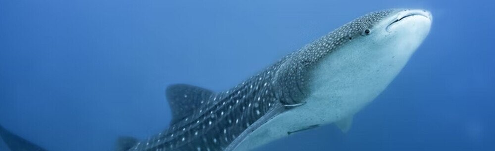 15 Wonderfully Weird Facts About Whales
