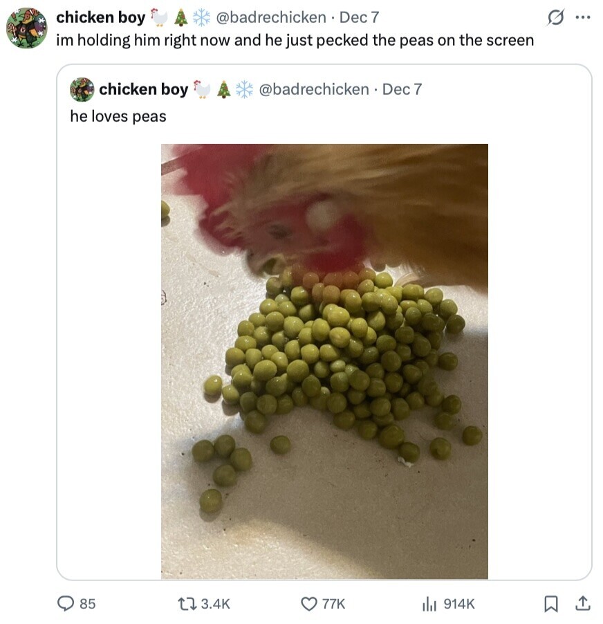chicken boy @badrechicken Dec 7 s ... im holding him right now and he just pecked the peas on the screen chicken boy @badrechicken . Dec 7 he loves peas 85 3.4K 77K del 914K