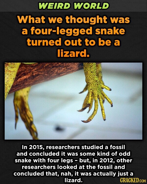 WEIRD WORLD What we thought was a four-legged snake turned out to be a lizard. In 2015, researchers studied a fossil and concluded it was some kind of odd snake with four legs - but,but, in 2012, other researchers looked at the fossil and concluded that, nah, it was actually just a lizard. CRACKED.COM