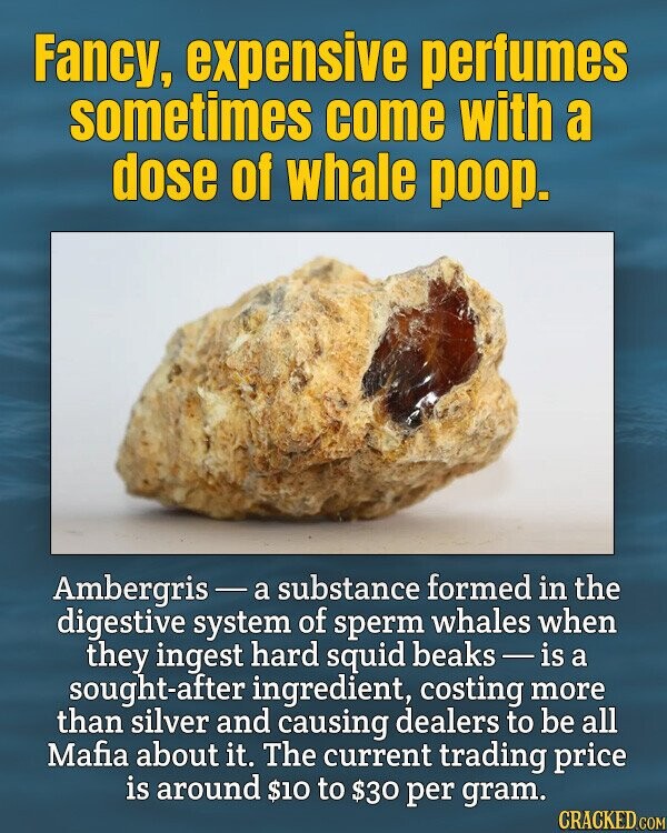 Fancy, expensive perfumes sometimes come with a dose of whale poop. Ambergris - a substance formed in the digestive system of sperm whales when they ingest hard squid beaks-is a sought-after ingredient, costing more than silver and causing dealers to be all Mafia about it. The current trading price is around $10 to $30 per gram. CRACKED.COM