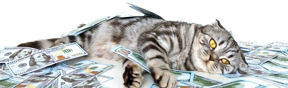 14 Cat Facts (To Help Us Understand Our Feline Friends)