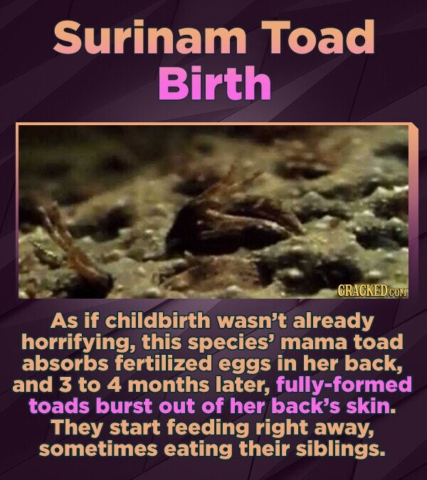 Surinam Toad Birth CRACKED.COM As if childbirth wasn't already horrifying, this species' mama toad absorbs fertilized eggs in her back, and 3 to 4 months later, formed toads burst out of her back's skin. They start feeding right away, sometimes eating their siblings.