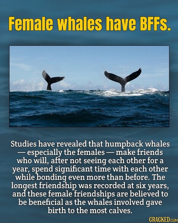 Female whales have BFFS. Studies have revealed that humpback whales -especially the females s-make friends who will, after not seeing each other for a year, spend significant time with each other while bonding even more than before. The longest friendship was recorded at six years, and these female friendships are believed to be beneficial as the whales involved gave birth to the most calves. CRACKED.COM