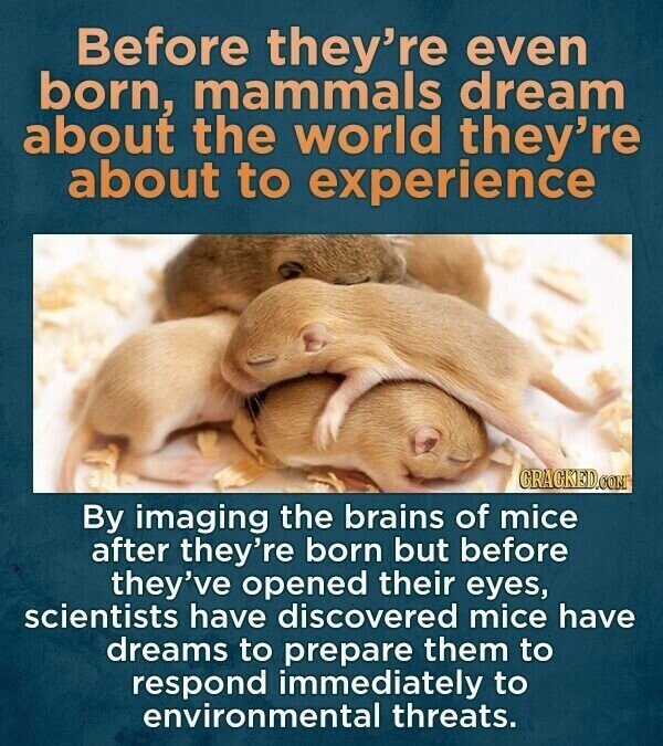 Before they're even born, mammals dream about the world they're about to experience GRACKED.COM By imaging the brains of mice after they're born but before they've opened their eyes, scientists have discovered mice have dreams to prepare them to respond immediately to environmental threats.