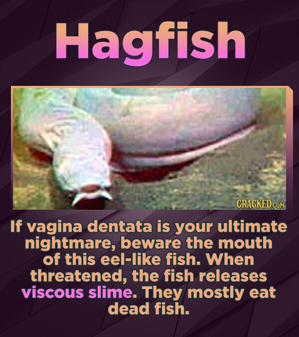 Hagfish CRACKED.COM If vagina dentata is your ultimate nightmare, beware the mouth of this eel-like fish. When threatened, the fish releases viscous slime. They mostly eat dead fish.