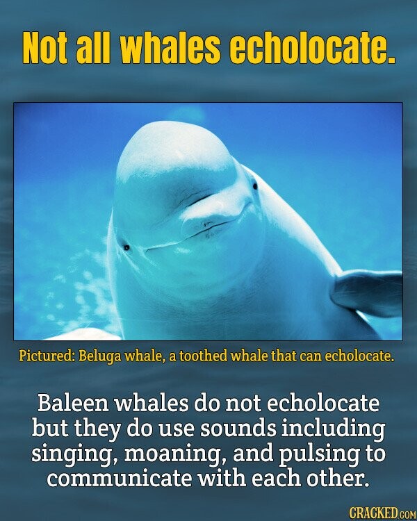 Not all whales echolocate. Pictured: Beluga whale, a toothed whale that can echolocate. Baleen whales do not echolocate but they do use sounds including singing, moaning, and pulsing to communicate with each other. CRACKED.COM