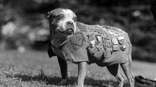 15 Times Animals In War Turned The Battlefield Upside Down