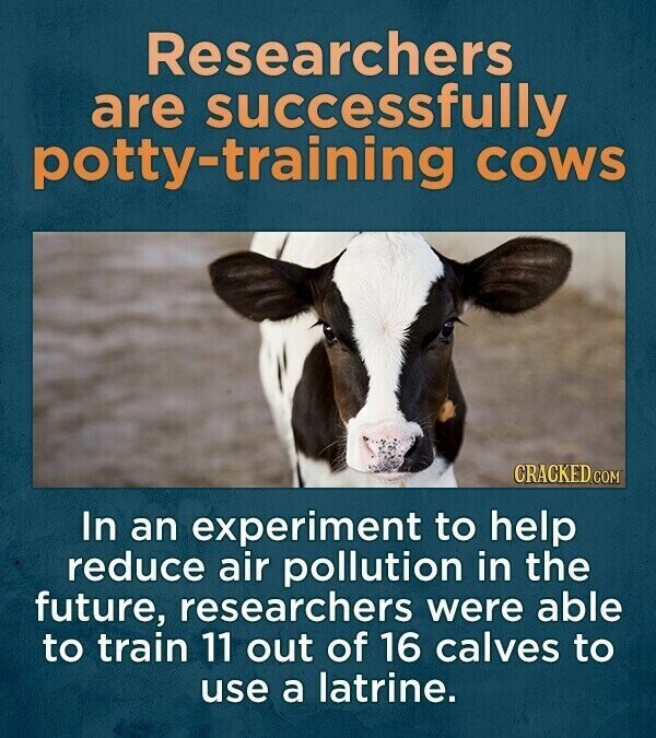 Researchers are successfully potty-training COWS CRACKED.COM In an experiment to help reduce air pollution in the future, researchers were able to train 11 out of 16 calves to use a latrine.