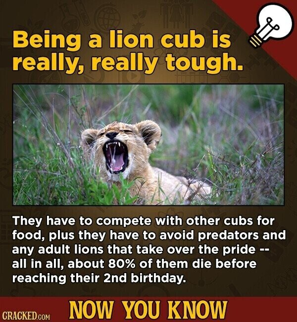 Being a lion cub is really, really tough. They have to compete with other cubs for food, plus they have to avoid predators and any adult lions that take over the pride -- all in all, about 80% of them die before reaching their 2nd birthday. NOW YOU KNOW CRACKED.COM