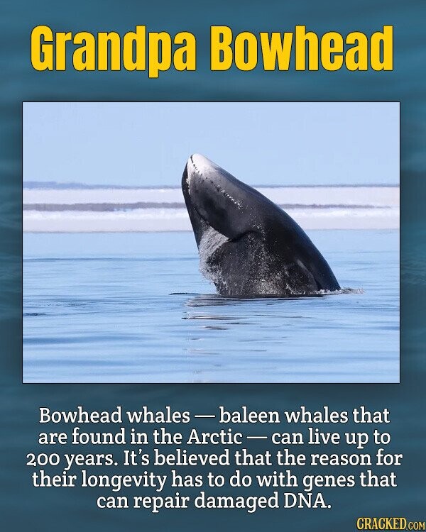 Grandpa Bowhead Bowhead whales-baleen whales that are found in the Arctic-can live up to 200 years. It's believed that the reason for their longevity has to do with genes that can repair damaged DNA. CRACKED.COM