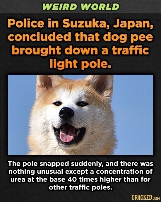 WEIRD WORLD Police in Suzuka, Japan, concluded that dog pee brought down a traffic light pole. The pole snapped suddenly, and there was nothing unusual except a concentration of urea at the base 40 times higher than for other traffic poles. CRACKED.COM