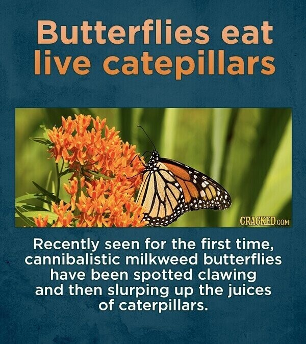 Butterflies eat live catepillars CRACKED.COM Recently seen for the first time, cannibalistic milkweed butterflies have been spotted clawing and then slurping up the juices of caterpillars.