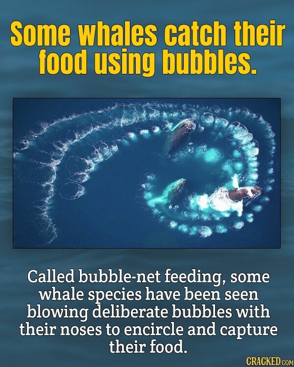 Some whales catch their food using bubbles. Called bubble-net feeding, some whale species have been seen blowing deliberate bubbles with their noses to encircle and capture their food. CRACKED.COM
