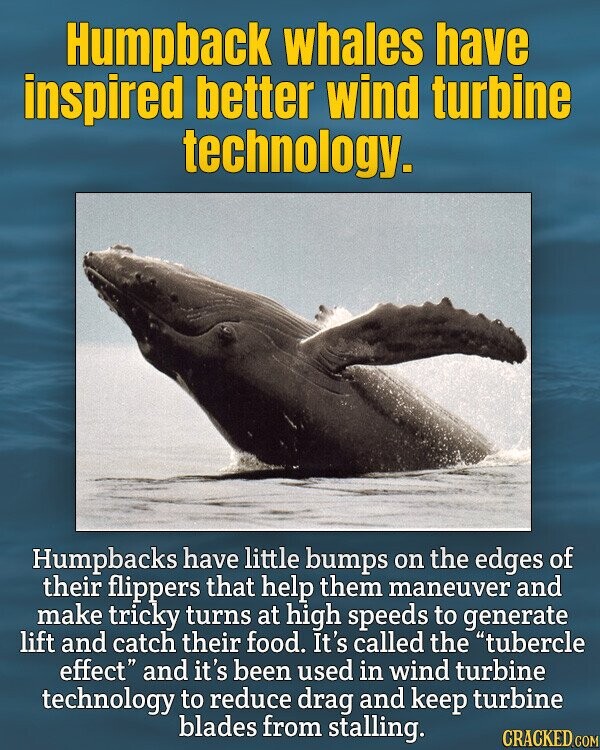 Humpback whales have inspired better wind turbine technology. Humpbacks have little bumps on the edges of their flippers that help them maneuver and make tricky turns at high speeds to generate lift and catch their food. It's called the tubercle effect and it's been used in wind turbine technology to reduce drag and keep turbine blades from stalling. CRACKED.COM