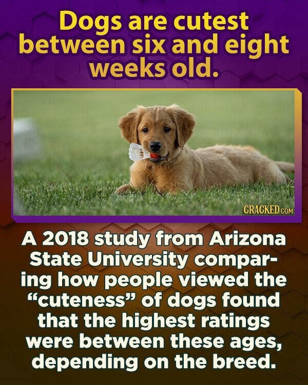 Dogs are cutest between six and eight weeks old. CRACKED.COM A 2018 study from Arizona State University compar- ing how people viewed the cuteness of dogs found that the highest ratings were between these ages, depending on the breed.